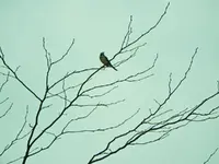 bluejay.webp
