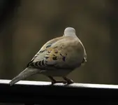 dove.webp