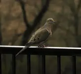 dove 2.webp