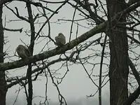 doves.webp