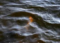 K1600_005.webp
