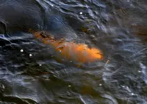 K1600_006.webp