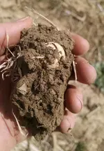 Ball in dirt.webp