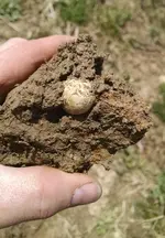 Ball in Dirt 2.webp