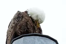 K1600_005.webp