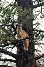 mountain lion.webp