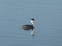 walk 050318 6.webp