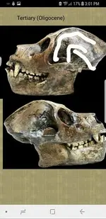 skull7.webp