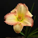 DSCN1245a.webp