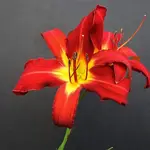 DSCN1244.webp