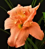 DSCN1248.webp