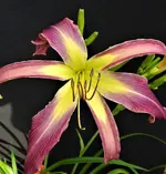 DSCN1249.webp