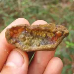 HorseJaw009.webp
