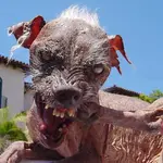 ugliest-dog-ever-sam.webp