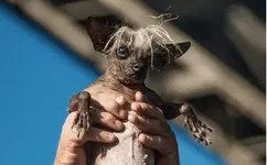 ugly-dog.webp