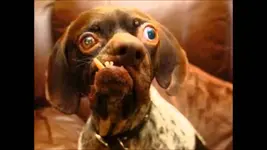 world-s-ugliest-dog-youtube.webp