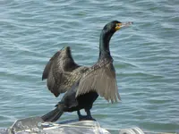 walk 041018 1.webp
