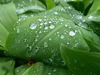 wet weather 1.webp