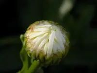 DSCN1743.webp