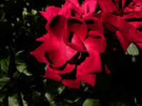 DSCN1731.webp