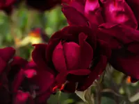 DSCN1740.webp