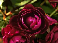 DSCN1742.webp