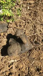 rock.webp