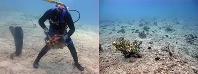 diver-scrubbing-corals_area-after-reattachment_noaa_720.webp