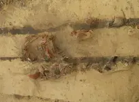 21102015_Archaeologie_Landwirtschaft.webp
