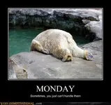 monday-polar-bear-funny-pictures.webp