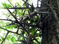 thorns.webp