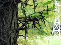 thorns2.webp