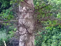 thorns3.webp