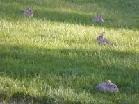 bunnys 051118.webp