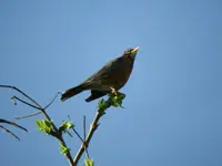 robin1.webp