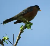robin2.webp robin2.webp