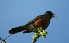 robin3.webp