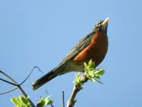 robin4.webp