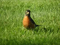 robin5.webp