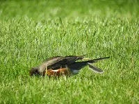 robin6.webp