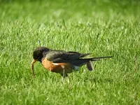 robin7.webp