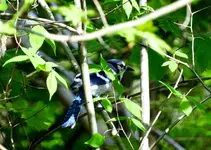 K1600_tqAVjrVG0M-M0uAOH64as3Zgh52m-AvTYgpnhNCdVo8.webp