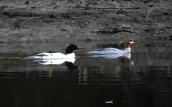 K1600_022.webp