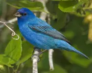 Indigo_Bunting_c22-37-204_l_1.webp