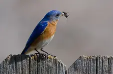 Eastern Bluebird-4299_Laurie Lawler_Texas_2013_GBBC_KK.webp