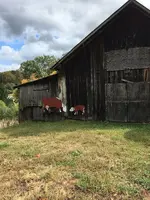 Cow Barn.webp
