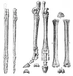 PSM_V27_D815_Hind_feet_of_primitive_cameloid_three_toed_horse_and_deer.webp