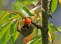 00444.webp