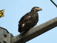 K1600_007.webp