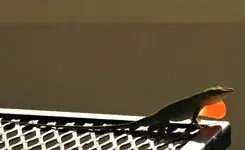 Anole 1.webp
